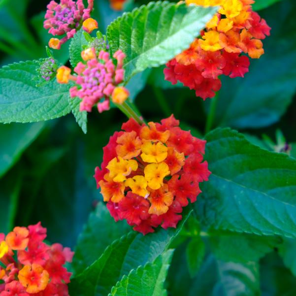 Lantana camara Bandolero™ 'Red Imp' Image