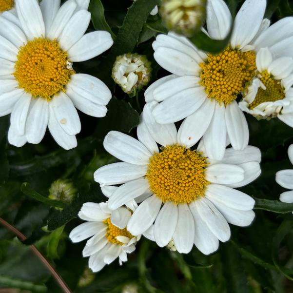 Leucanthemum maximum Western Star™ 'Leo' Image