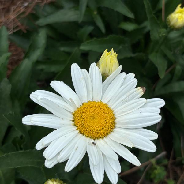 Leucanthemum maximum Western Star™ 'Libra' Image