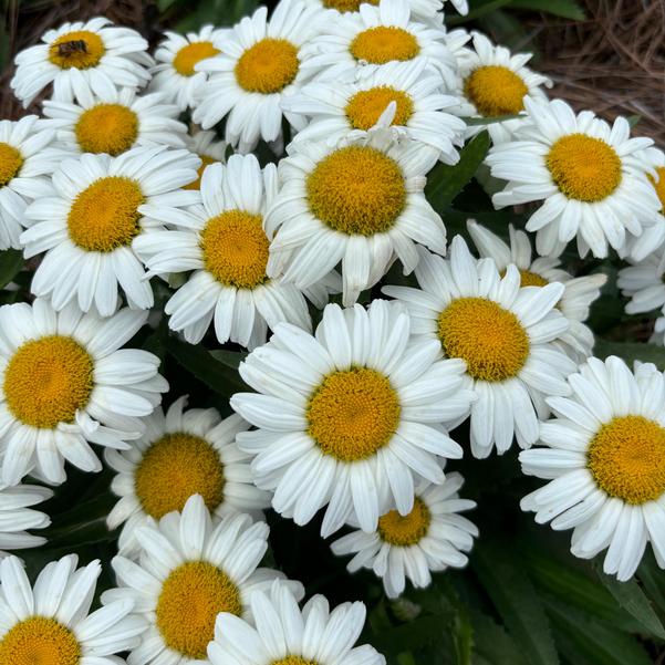 Leucanthemum maximum Western Star™ 'Taurus' Image