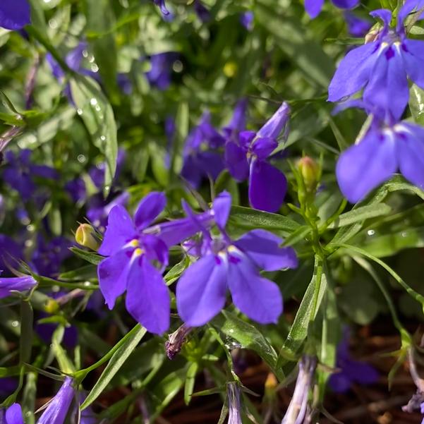 Lobelia Heatopia™ 'Dark Blue' Image