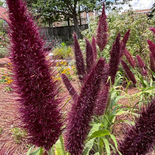 Ornamental Millet 'Jade Princess' Image