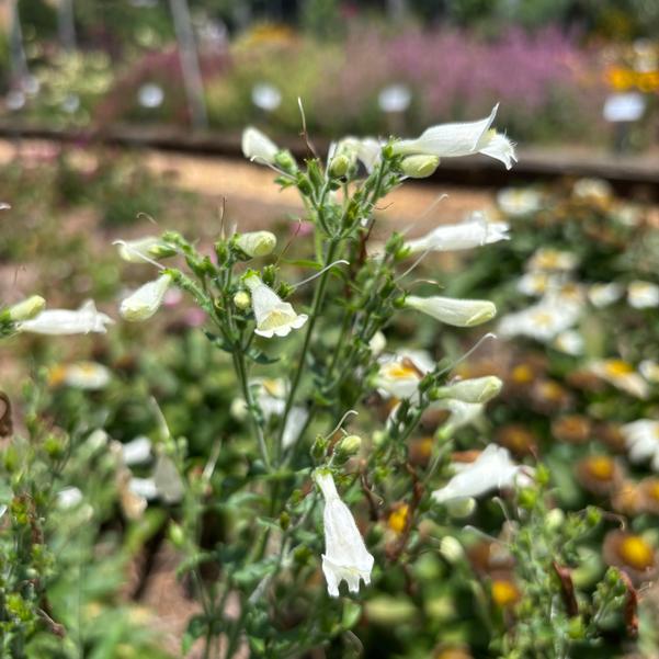 Penstemon NOVA® ''Pearl'' Image