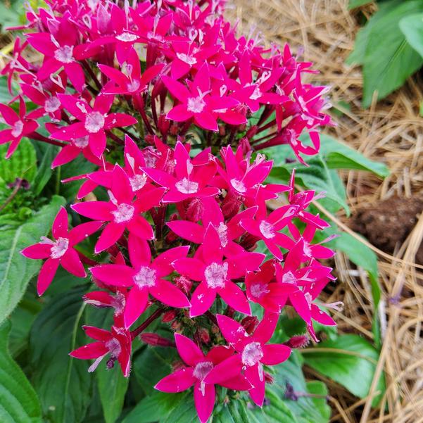 Pentas lanceolata F1 HoneyCluster™ 'Deep Rose' Image