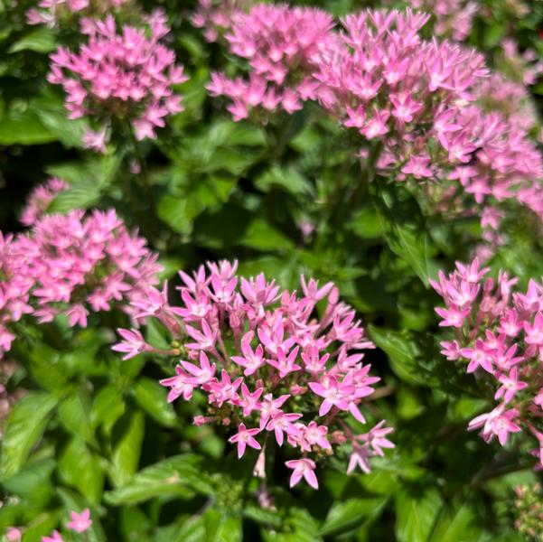 Pentas lanceolata F1 HoneyCluster™ 'Pink' Image