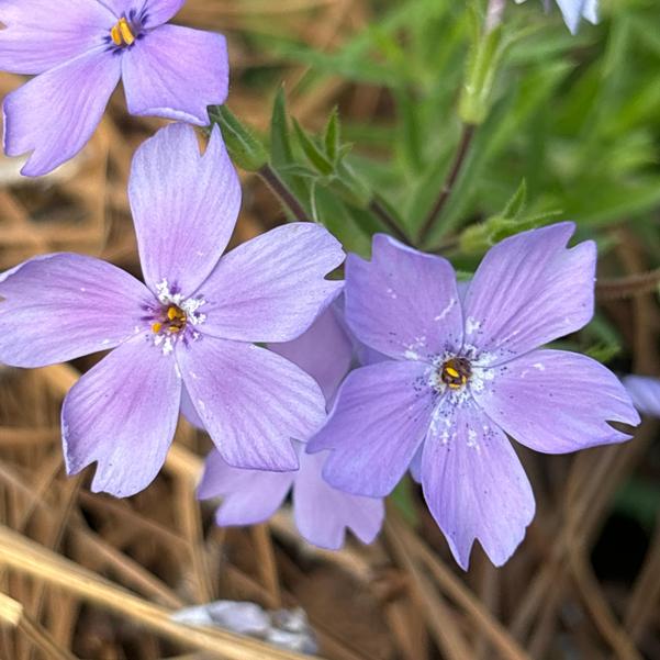 Phlox hybrid Woodlander 'Periwinkle' Image