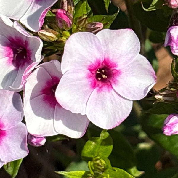 Phlox hybrid Early 'Blush Pop' Image