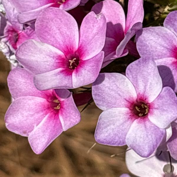 Phlox hybrid Early 'Lavender Pop' Image