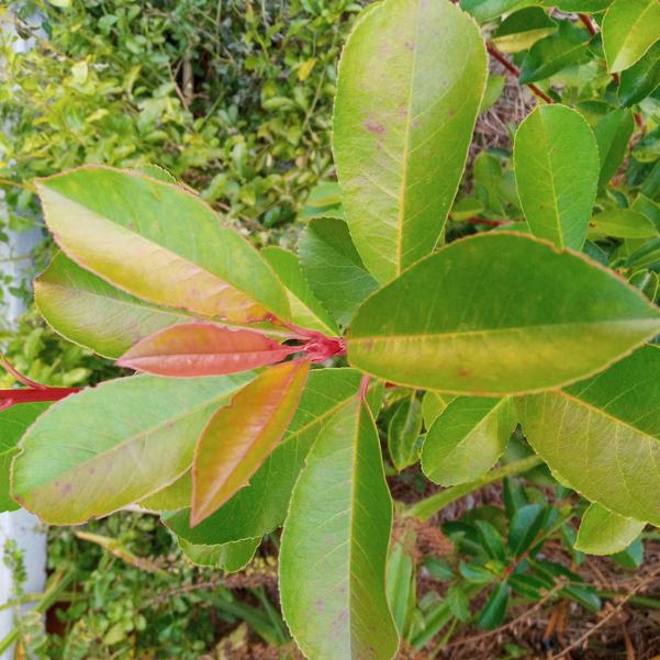 Photinia fraseri 'Harvest Moon™' Image