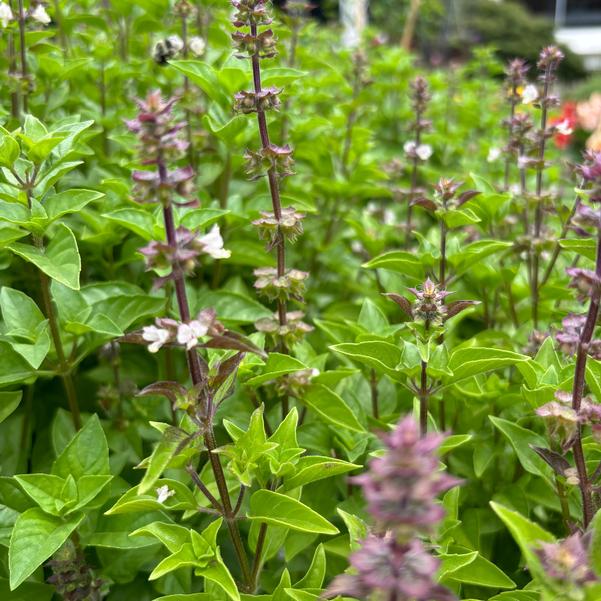 Basil Everleaf 'Lemon' Image