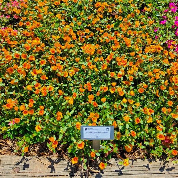 Portulaca Mojave® 'Mango' Image