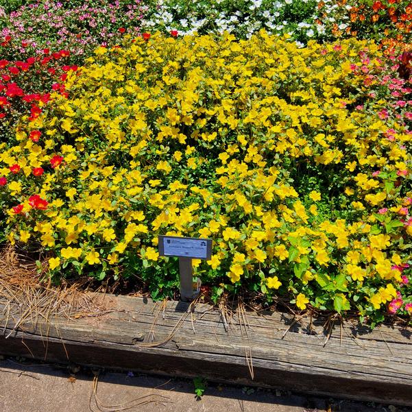 Portulaca Mojave® 'Yellow' Image