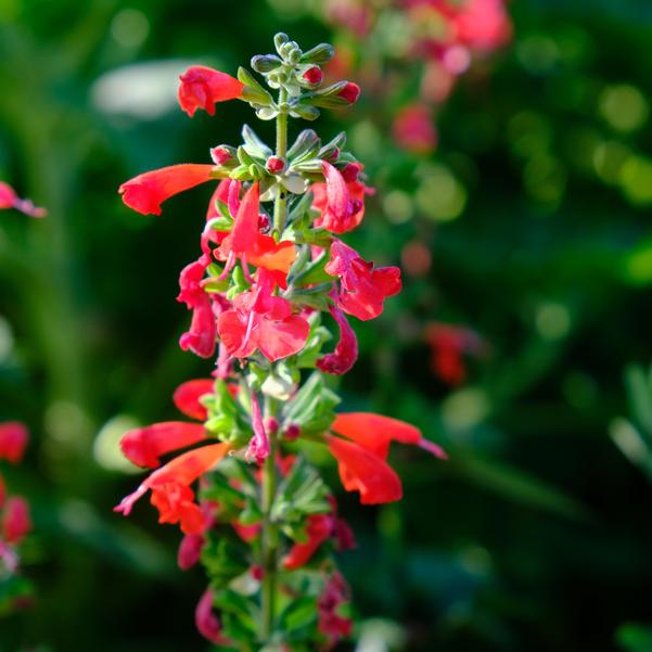 Salvia Unplugged® 'Red' Image