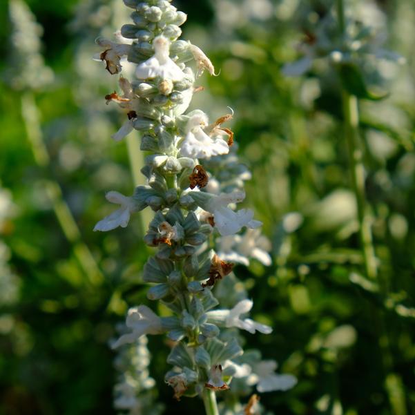 Salvia Unplugged® 'White' Image