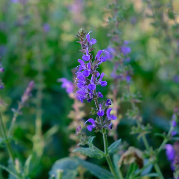 Salvia nemorosa 'Blue by You' Image