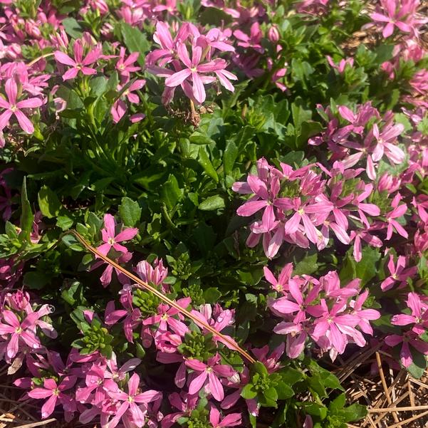 Scaevola Stardiva™ 'Pink' Image