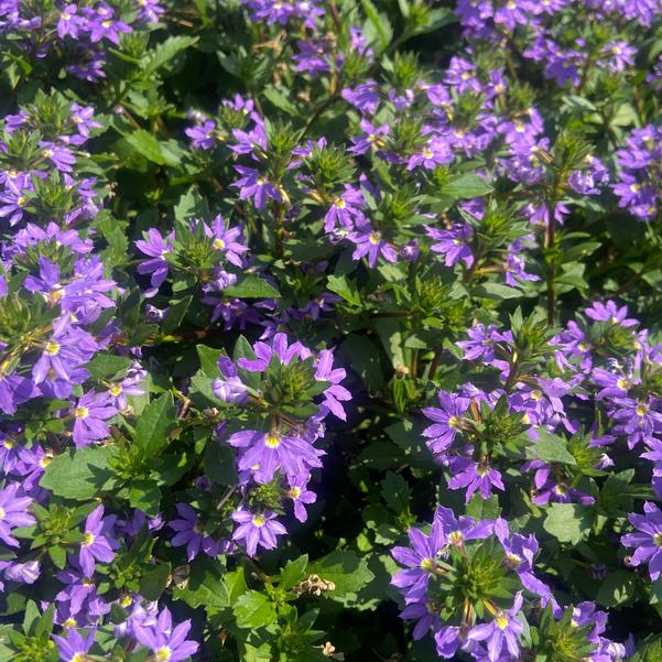 Scaevola Whirlwind® 'Blue' Image