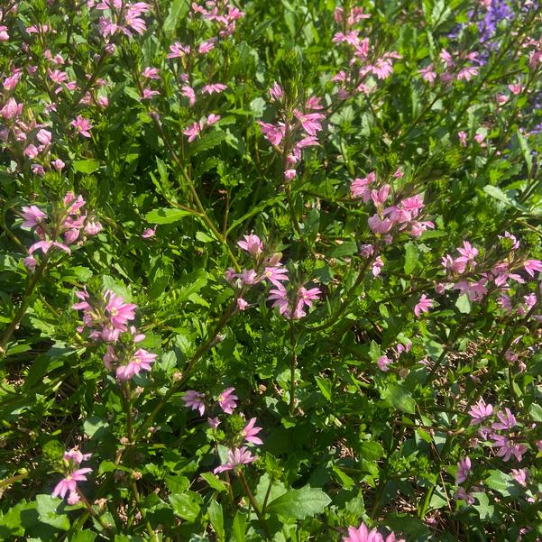 Scaevola Whirlwind® 'Pink' Image