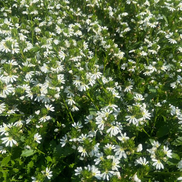 Scaevola Whirlwind® 'White' Image