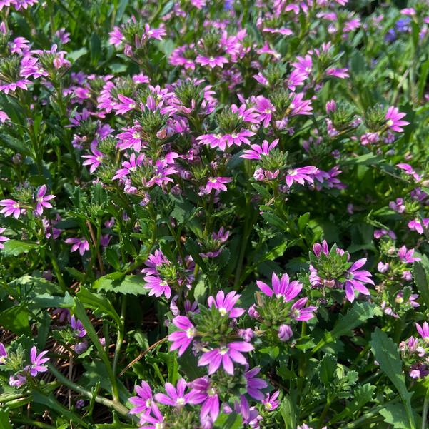 Scaevola 'Pink Brilliance' Image