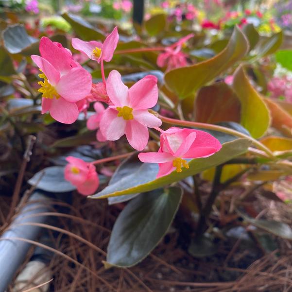 Begonia Dragon Wing® 'Pink Bronze Leaf' Image