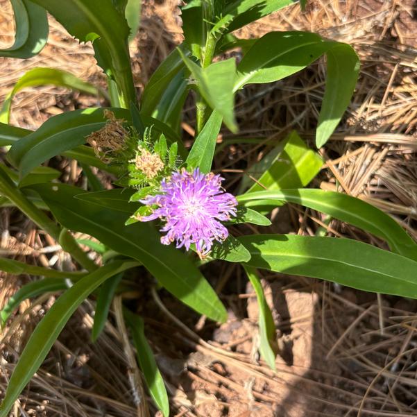 Stokesia TOTALLY STOKED 'Riptide'' Image