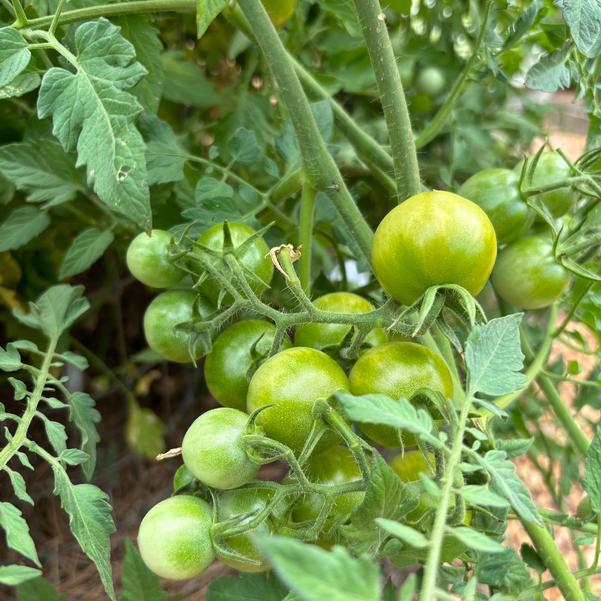 Tomato Cocktail Cluster (Compari Type)TI-101 'Red' Image