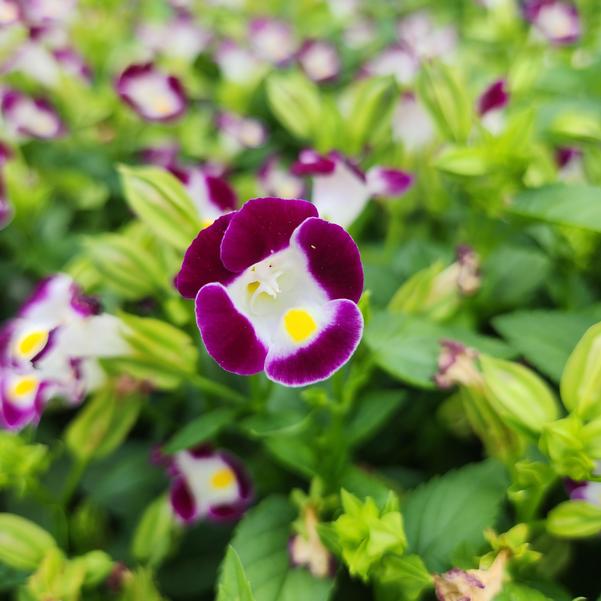 Torenia Summery Love 'Burgundy' Image