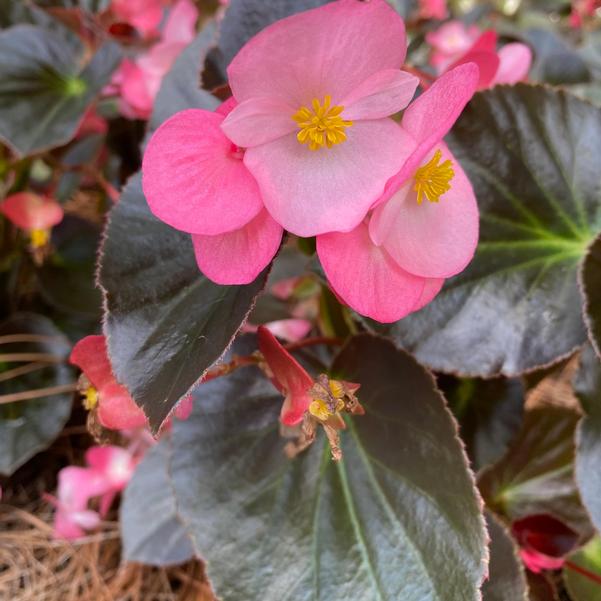 Begonia Megawatt™ 'Pink Bronze Leaf' Image