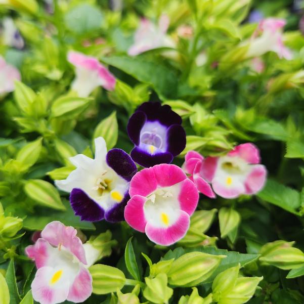 Torenia fournieri Hi-Lite™ 'Mix-Pelleted' Image