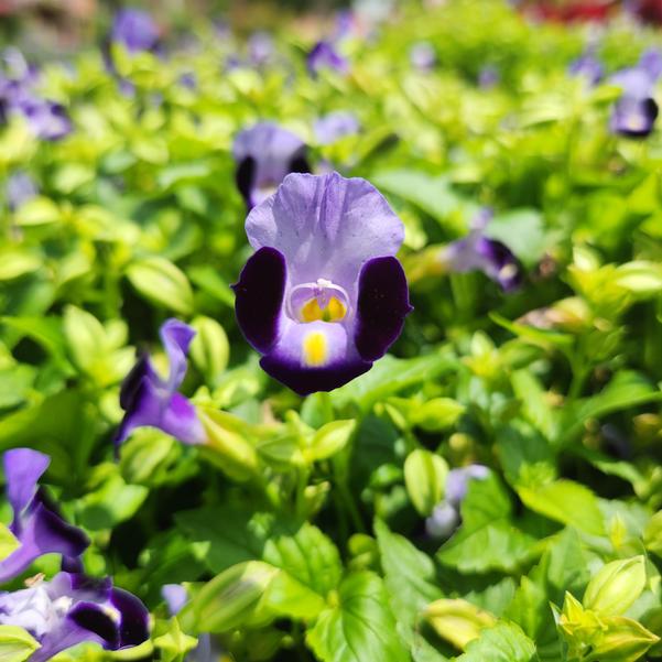 Torenia fournieri F1 Hi-Lite™ 'Blue Beacon Imp.' Image