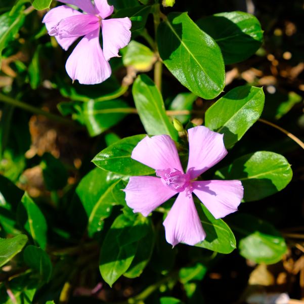 Vinca Soiree 'Double Orchid Improved' Image