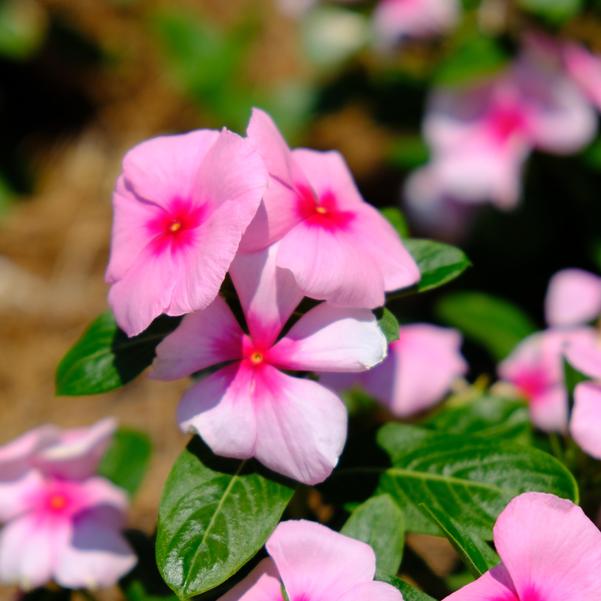 Vinca Titan-ium™ 'Blush' Image