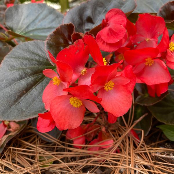 Begonia Megawatt™ 'Red Bronze Leaf' Image
