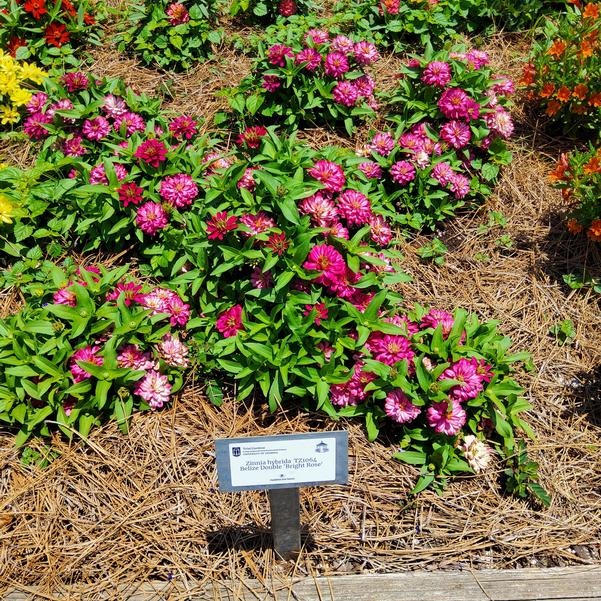 Zinnia hybrida TZ1064 Belize Double 'Bright Rose' Image