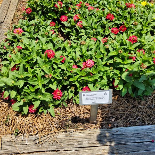 Zinnia hybrida TZ1065 Belize Double 'Rose Gen 2' Image