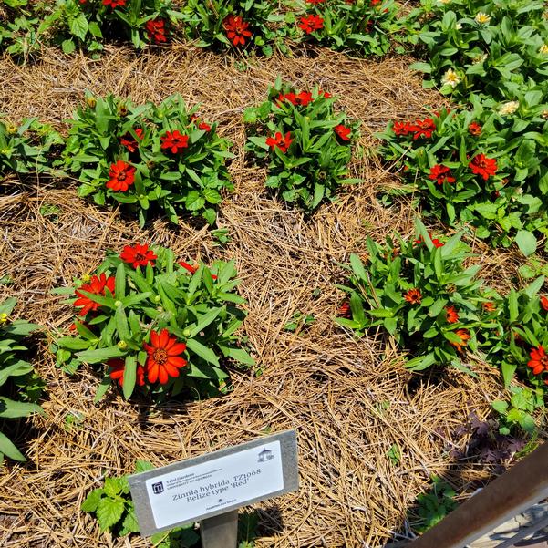 Zinnia hybrida TZ1068 Belize type 'Red' Image