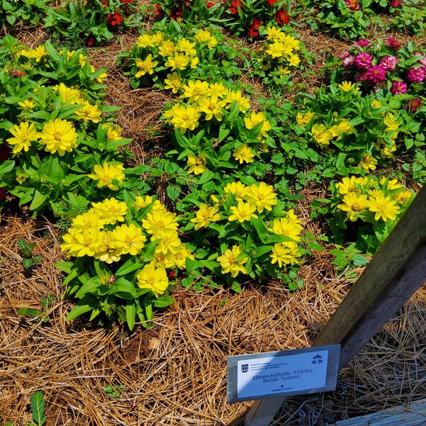 Zinnia hybrida TZ1069 Belize 'Lemon' Image