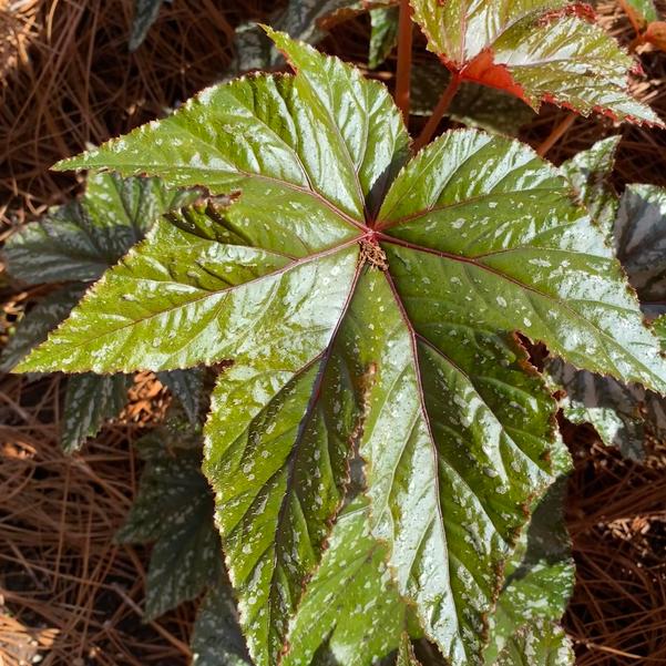 Begonia 'Gryphon' Image