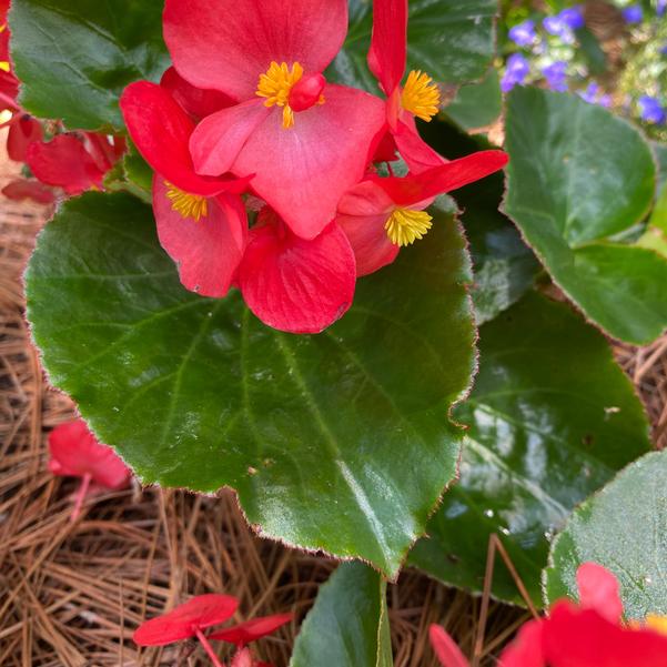 Begonia Megawatt™ 'Red Green Leaf' Image