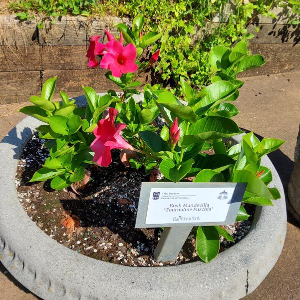 Bush Mandevilla 'Tournaline Fuschia' Image