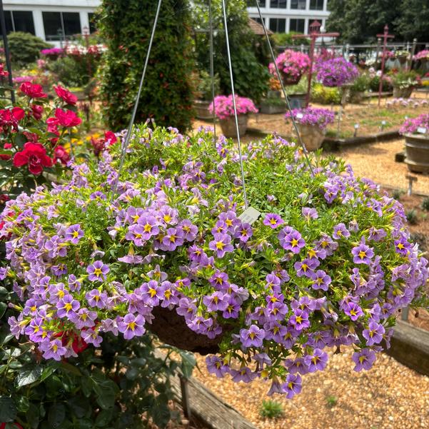 Calibrachoa Tik Tok® 'Sky Blue' Image