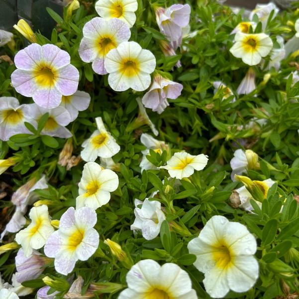 Calibrachoa Rainbow® 'Iced Blueberry' Image