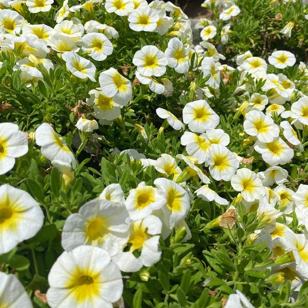 Calibrachoa Bloomtastic 'Sunshine' Image