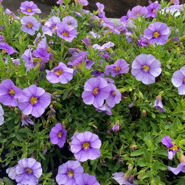 Calibrachoa Bloomtastic 'Blue Sky' Image