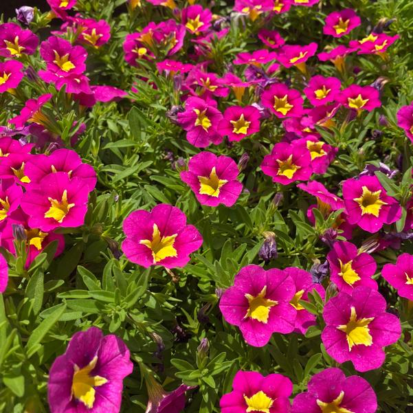 Calibrachoa Bumble Bee™ 'Hot Pink' Image