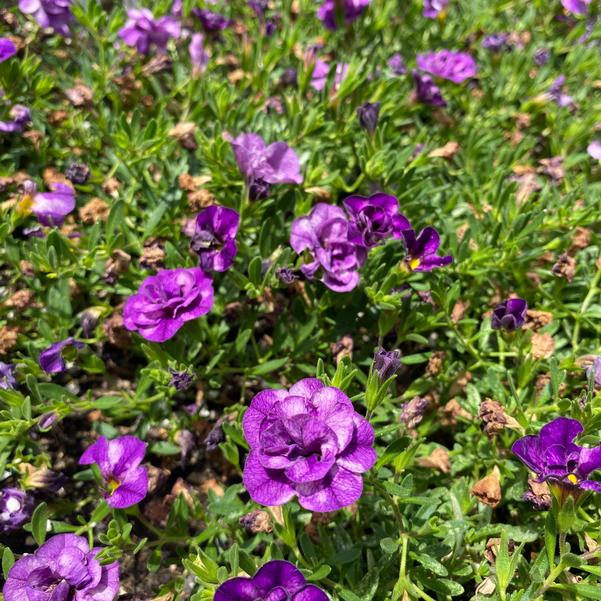 Calibrachoa MiniFamous® MiniFamous® 'Evo Double Blue' Image