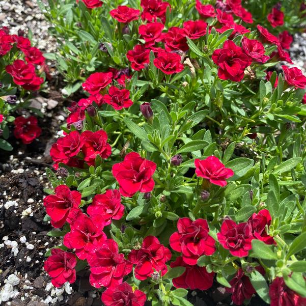 Calibrachoa MiniFamous® MiniFamous® 'Evo Double Red' Image