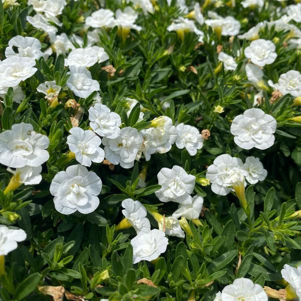 Calibrachoa MiniFamous® MiniFamous® 'Evo Double White' Image