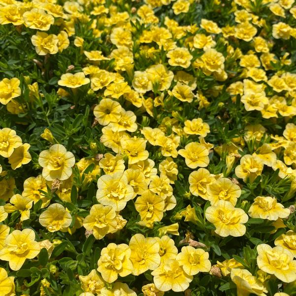 Calibrachoa MiniFamous® MiniFamous® 'Evo Double Yellow' Image